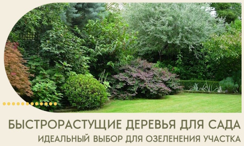 Быстрорастущие деревья для сада идеальный выбор в Новошахтинске