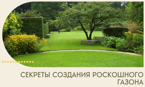 Секреты создания роскошного газона в Новошахтинске